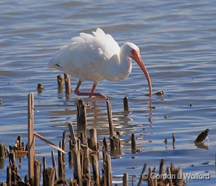 White Ibis Foraging_38683.jpg - White Ibis (Eudocimus albus)Photographed along the Gulf coast near Rockport, Texas, USA.